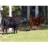 Image 2 : 20X Ranch Ltd. - 590# Steer Calves - 100 Head (Hedley, BC)