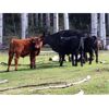 Image 4 : 20X Ranch Ltd. - 590# Steer Calves - 100 Head (Hedley, BC)