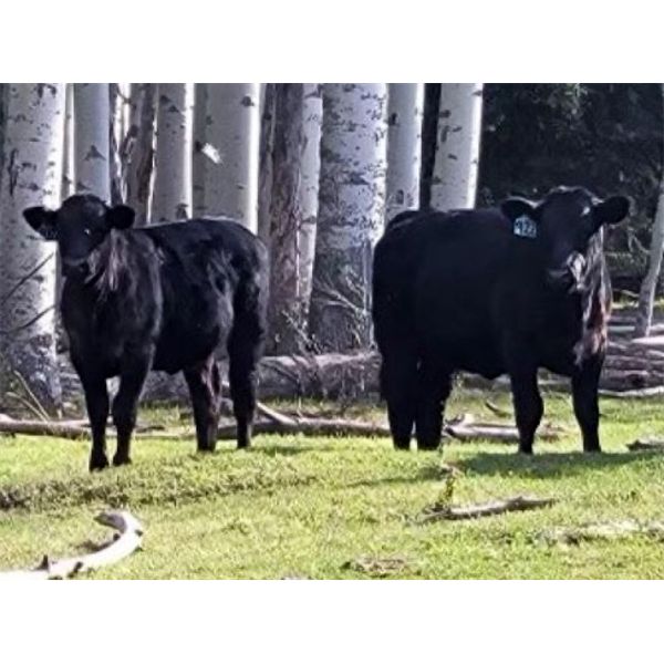 20X Ranch Ltd. - 500# Heifer Calves - 120 Head (Hedley, BC)