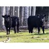 Image 1 : 20X Ranch Ltd. - 500# Heifer Calves - 120 Head (Hedley, BC)