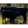 Image 3 : 20X Ranch Ltd. - 500# Heifer Calves - 120 Head (Hedley, BC)