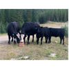 Image 4 : 20X Ranch Ltd. - 500# Heifer Calves - 120 Head (Hedley, BC)
