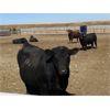 Image 6 : Soderglen Ranches Ltd. - 1500# Virgin Bulls - 42 Head (Airdrie, AB)