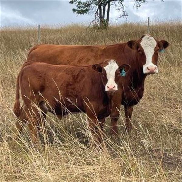 Andres Stock & Seed Ltd. - 750# Steer Calves - 85 Head (Roblin, MB)