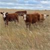 Image 2 : Andres Stock & Seed Ltd. - 750# Steer Calves - 85 Head (Roblin, MB)