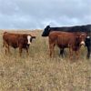 Image 4 : Andres Stock & Seed Ltd. - 750# Steer Calves - 85 Head (Roblin, MB)