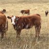 Image 5 : Andres Stock & Seed Ltd. - 750# Steer Calves - 85 Head (Roblin, MB)