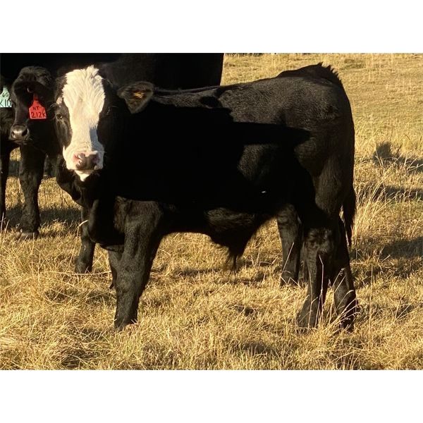 Jordan, Beau & Tom Jackson - 600# Steer Calves - 105 Head (Sundre, AB)