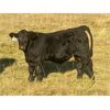 Image 2 : Jordan, Beau & Tom Jackson - 600# Steer Calves - 105 Head (Sundre, AB)