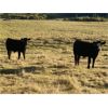 Image 5 : Jordan, Beau & Tom Jackson - 600# Steer Calves - 105 Head (Sundre, AB)