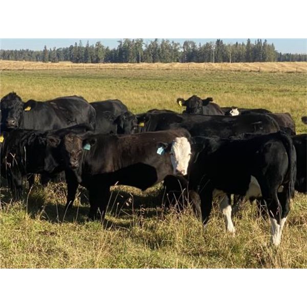 Double J Crop & Cattle Co. - 640# Steer Calves - 95 Head (Rimbey, AB)