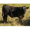 Image 2 : Double J Crop & Cattle Co. - 640# Steer Calves - 95 Head (Rimbey, AB)