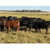 Image 3 : Double J Crop & Cattle Co. - 640# Steer Calves - 95 Head (Rimbey, AB)