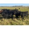 Image 5 : Double J Crop & Cattle Co. - 640# Steer Calves - 95 Head (Rimbey, AB)