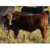 Image 6 : Double J Crop & Cattle Co. - 640# Steer Calves - 95 Head (Rimbey, AB)