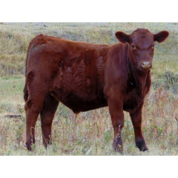 Bar 4 Bar Land & Cattle Inc. - 550# Steer Calves - 160 Head (Eastend, SK)