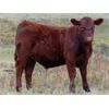 Image 1 : Bar 4 Bar Land & Cattle Inc. - 550# Steer Calves - 160 Head (Eastend, SK)