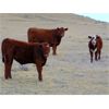 Image 4 : Bar 4 Bar Land & Cattle Inc. - 550# Steer Calves - 160 Head (Eastend, SK)