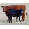 Image 6 : Bar 4 Bar Land & Cattle Inc. - 550# Steer Calves - 160 Head (Eastend, SK)
