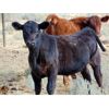 Image 7 : Bar 4 Bar Land & Cattle Inc. - 550# Steer Calves - 160 Head (Eastend, SK)