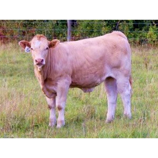 KS Cattle Corp., G+ Farms Ltd. & BL Gaboury Farm Ltd. - 630# Steer Calves - 90 Head (Spiritwood, SK)