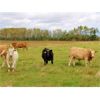 Image 6 : KS Cattle Corp., G+ Farms Ltd. & BL Gaboury Farm Ltd. - 630# Steer Calves - 90 Head (Spiritwood, SK)