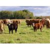 Image 8 : KS Cattle Corp., G+ Farms Ltd. & BL Gaboury Farm Ltd. - 630# Steer Calves - 90 Head (Spiritwood, SK)
