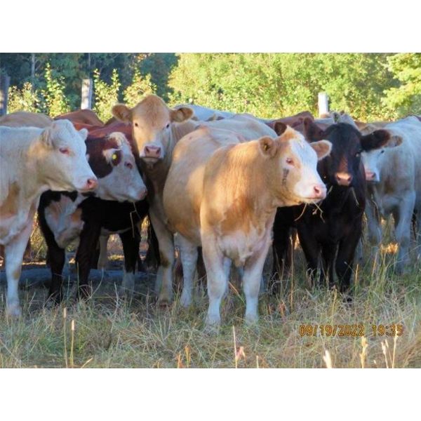 Ootsa Lake Cattle Co. - 880# Heifers - 70 Head (Vanderhoof, BC)