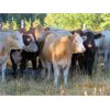 Image 1 : Ootsa Lake Cattle Co. - 880# Heifers - 70 Head (Vanderhoof, BC)