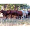 Image 2 : Ootsa Lake Cattle Co. - 880# Heifers - 70 Head (Vanderhoof, BC)