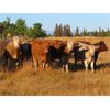Image 4 : Ootsa Lake Cattle Co. - 880# Heifers - 70 Head (Vanderhoof, BC)