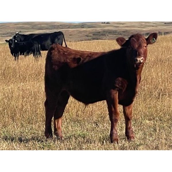 T & P Anthony - 575# Steer Calves - 150 Head (Crestwynd, SK)