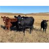 Image 3 : T & P Anthony - 575# Steer Calves - 150 Head (Crestwynd, SK)