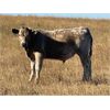 Image 4 : T & P Anthony - 575# Steer Calves - 150 Head (Crestwynd, SK)