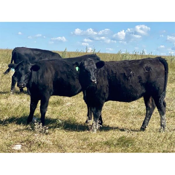 Morison Ranching - 856# Heifers - 73 Head (Stoughton, SK)