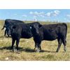 Image 1 : Morison Ranching - 856# Heifers - 73 Head (Stoughton, SK)