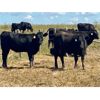 Image 2 : Morison Ranching - 856# Heifers - 73 Head (Stoughton, SK)
