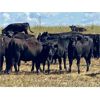 Image 3 : Morison Ranching - 856# Heifers - 73 Head (Stoughton, SK)