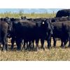 Image 4 : Morison Ranching - 856# Heifers - 73 Head (Stoughton, SK)