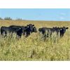 Image 6 : Morison Ranching - 856# Heifers - 73 Head (Stoughton, SK)