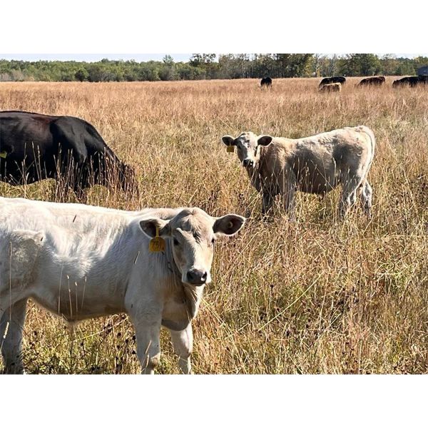 Spring River Ranch 460 Heifer Calves 110 Head (Redwater, AB