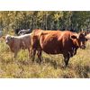 Image 2 : Spring River Ranch - 460# Heifer Calves - 110 Head (Redwater, AB)