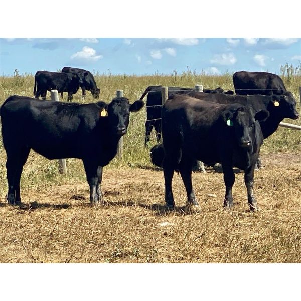 Morison Ranching - 789# Heifers - 102 Head (Stoughton, SK)
