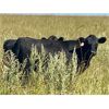 Image 2 : Morison Ranching - 789# Heifers - 102 Head (Stoughton, SK)