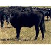 Image 5 : Morison Ranching - 789# Heifers - 102 Head (Stoughton, SK)