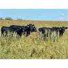 Image 6 : Morison Ranching - 789# Heifers - 102 Head (Stoughton, SK)