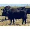 Image 7 : Morison Ranching - 789# Heifers - 102 Head (Stoughton, SK)