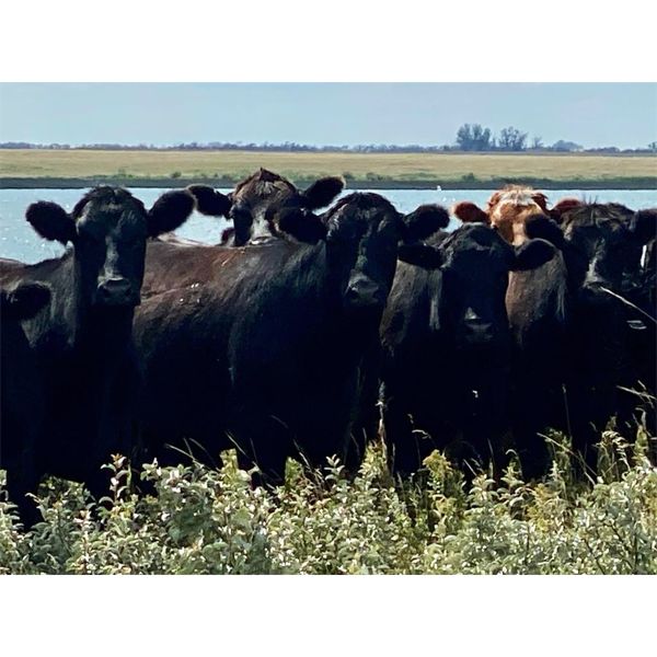 Kings Corner Farms - 850# Steers - 25 Head (Corning, SK)
