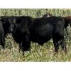 Image 5 : Kings Corner Farms - 850# Steers - 25 Head (Corning, SK)