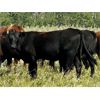 Image 5 : Kings Corner Farms - 850# Heifers - 47 Head (Corning, SK)